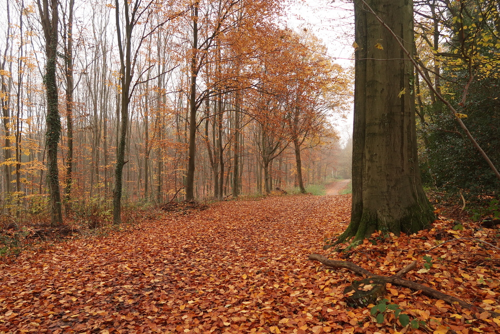 Les bois du Sart Tilman